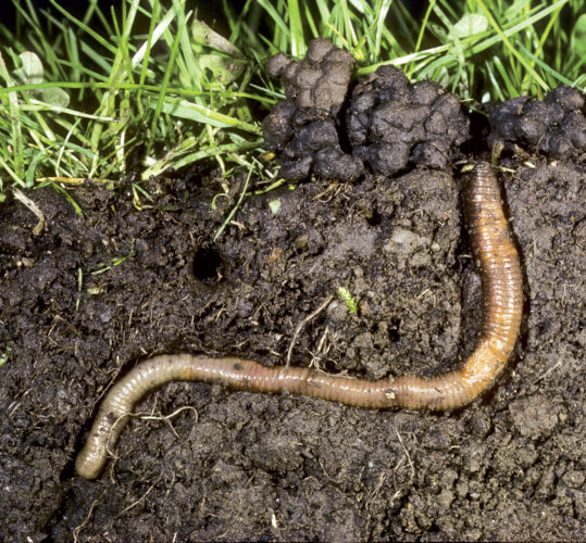 Vermicompost: How to Attract Worms to Your Garden
